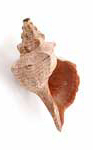 Conch shell wind instrument representing brass instruments, trumpets, horns, trombones, tubas.