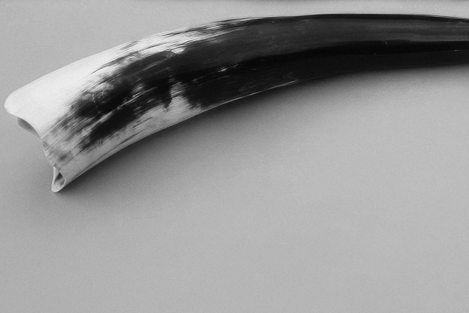 Original black and white photograph showcasing an animal horn or tusk with a textured surface, transitioning from a light hue with subtle dark markings on the left to a solid dark color on the right, all set against a neutral grey background.